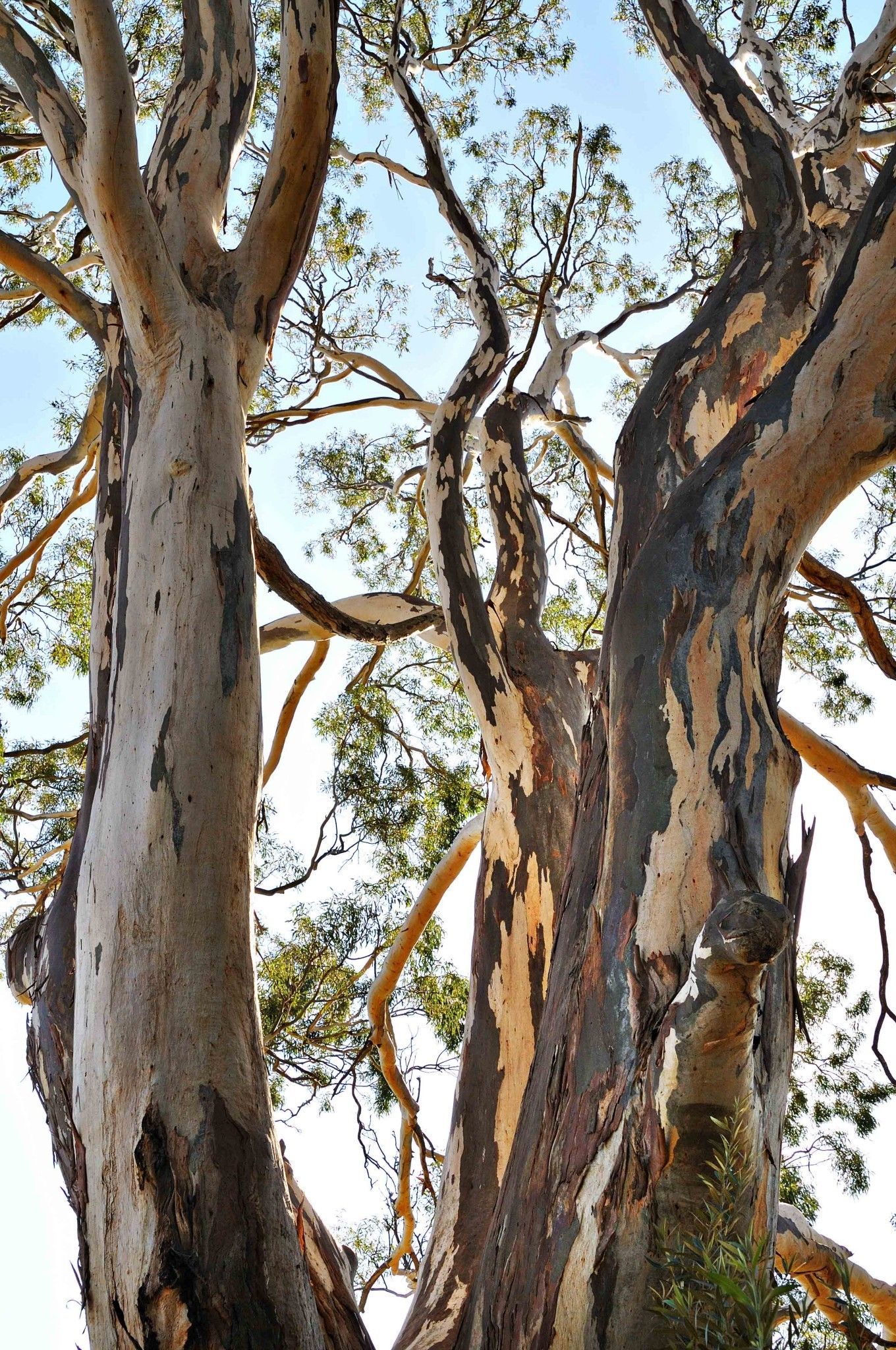 Webinar: Exploring The Forge - a video insight into cutting-edge carbon reduction
